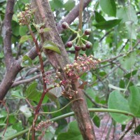 Cissus lonchiphylla Thwaites